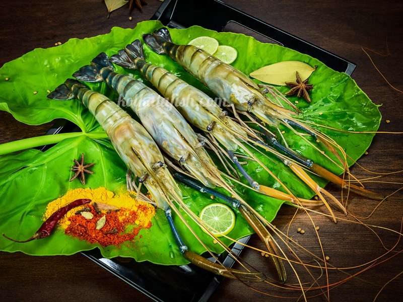 গলদা চিংড়ি